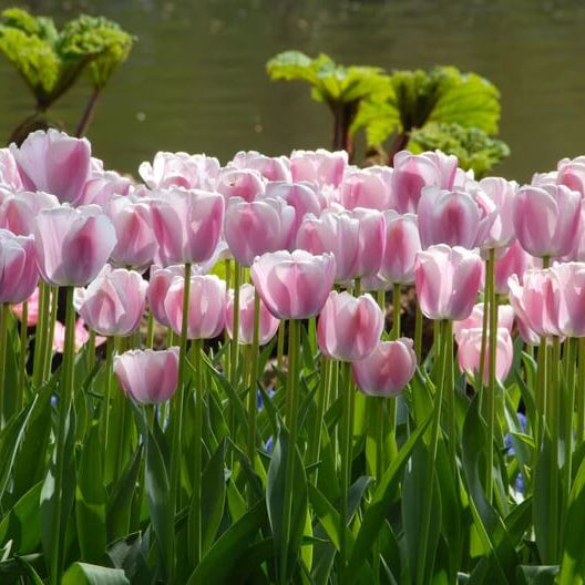 Dutch Tulips Seeds - Flower Plant