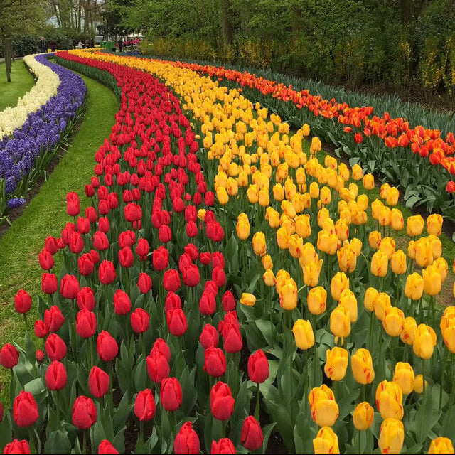 Dutch Tulips Seeds - Flower Plant