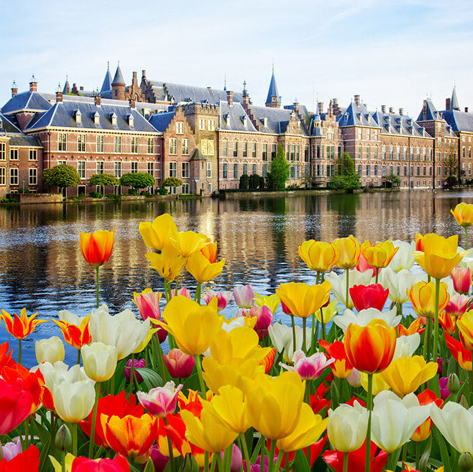 Dutch Tulips Seeds - Flower Plant