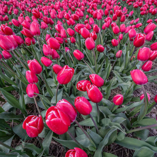 Dutch Tulips Seeds - Flower Plant