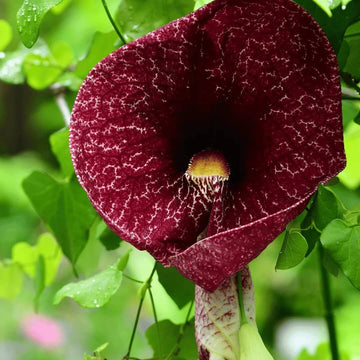 Dutchman’s Pipe Seeds - Flower Plant