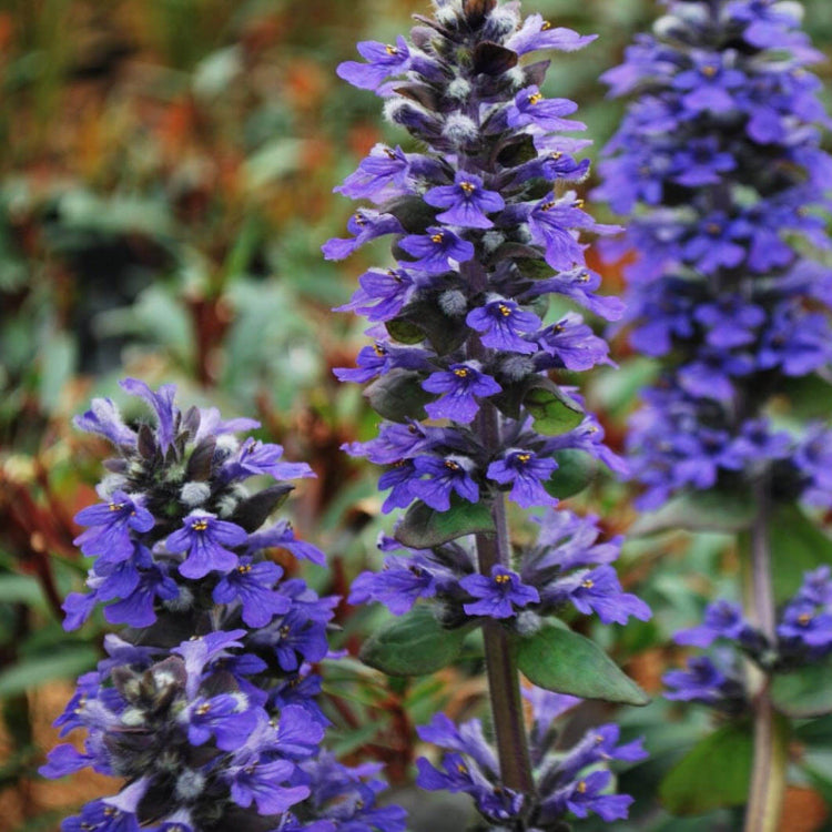 Dwarf Ajuga Seeds