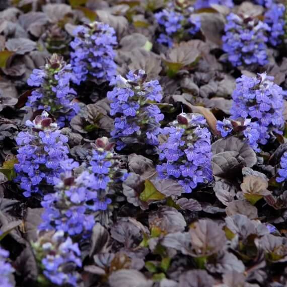 Dwarf Ajuga Seeds