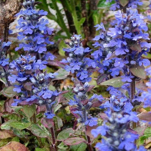 Dwarf Ajuga Seeds