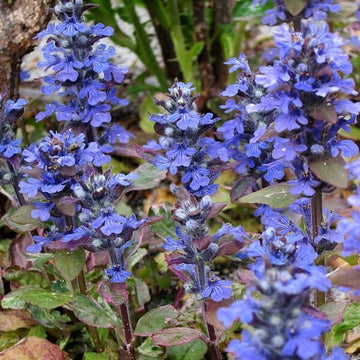 Dwarf Ajuga Seeds