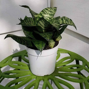 Dwarf Bird’s Nest Snake Plant Seeds