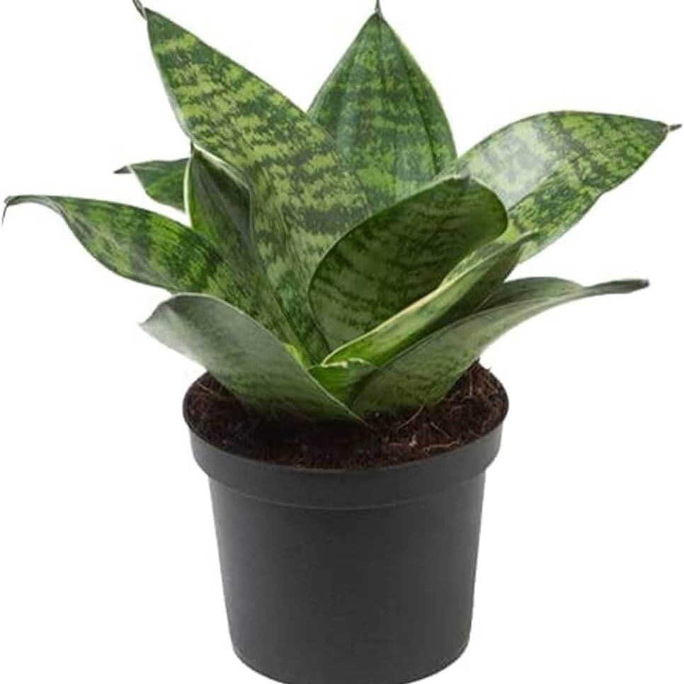 Dwarf Bird’s Nest Snake Plant Seeds