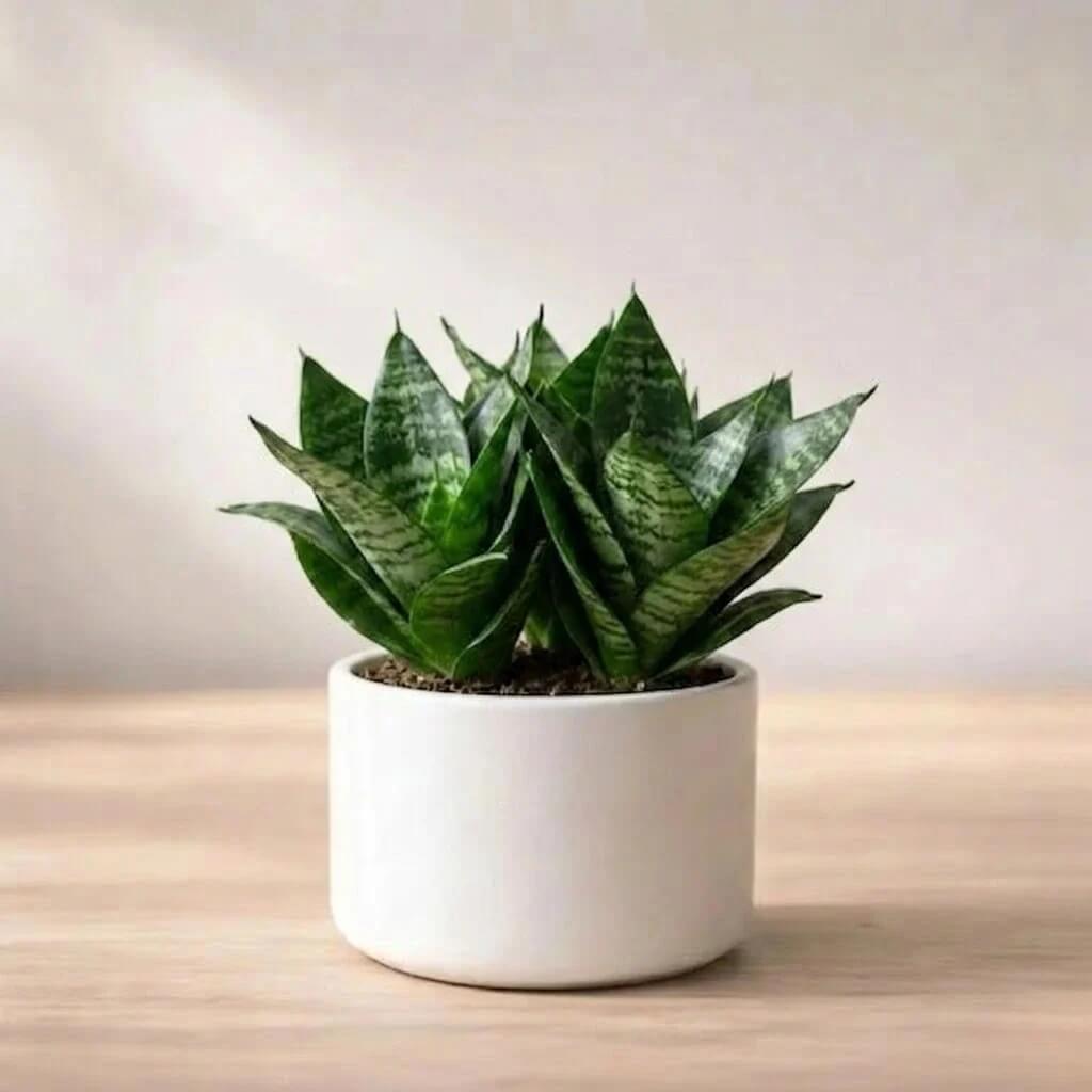 Dwarf Bird’s Nest Snake Plant Seeds