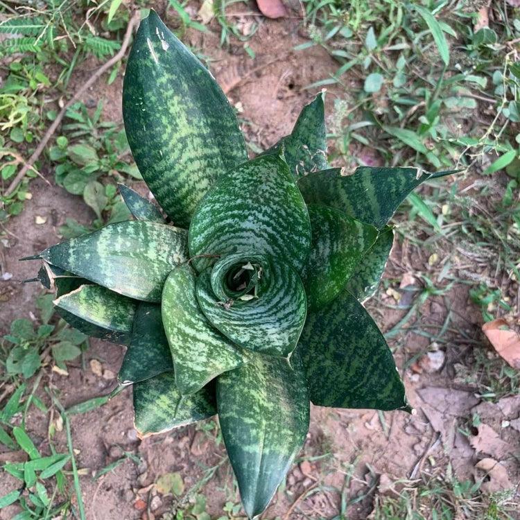 Dwarf Bird’s Nest Snake Plant Seeds