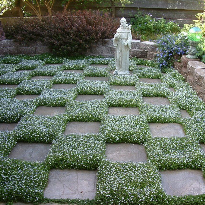 Dwarf Blue Star Creeper Seeds