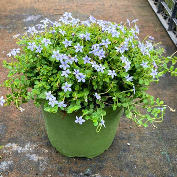 Dwarf Blue Star Creeper Seeds