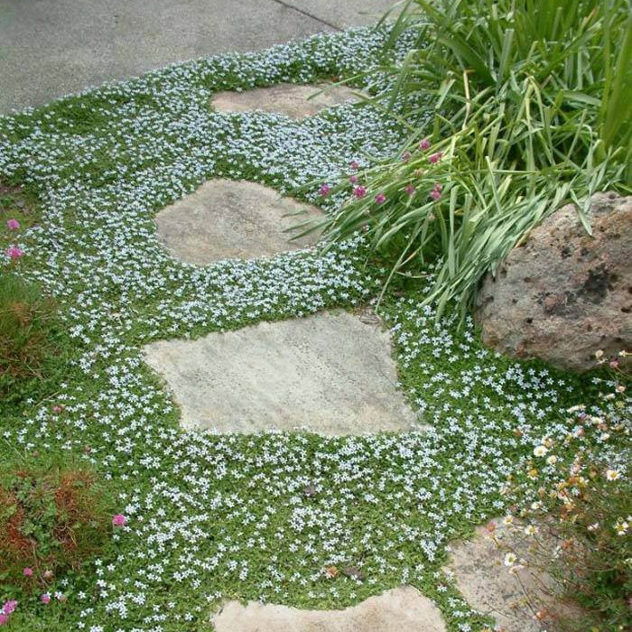 Dwarf Blue Star Creeper Seeds