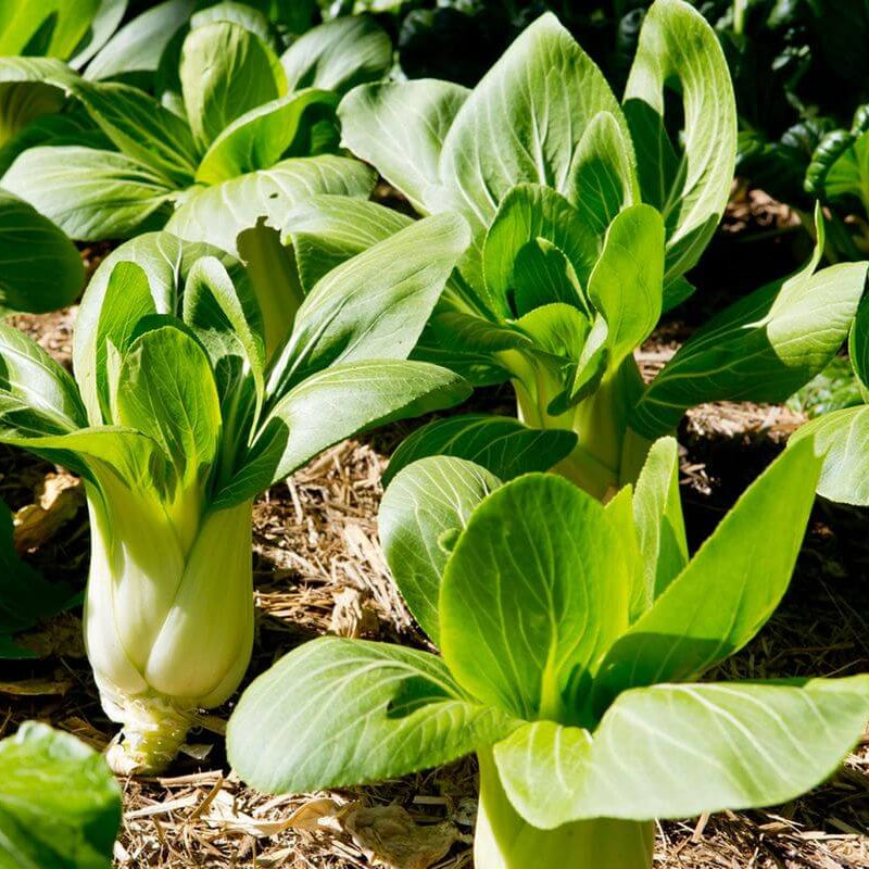 Dwarf Bok Choy Seeds - Vegetable Plant