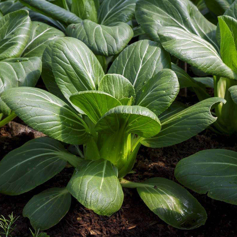 Dwarf Bok Choy Seeds - Vegetable Plant