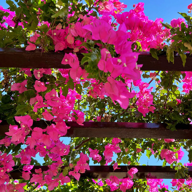 Dwarf Bougainvillea Seeds - Flower Plant