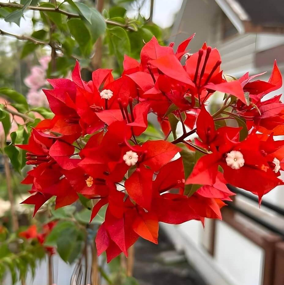 Dwarf Bougainvillea Seeds - Flower Plant