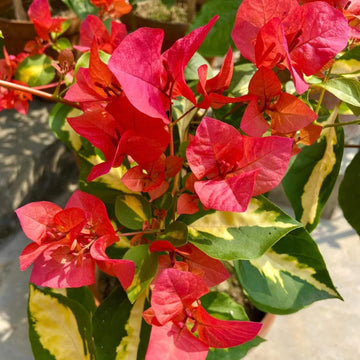 Dwarf Bougainvillea Seeds - Flower Plant