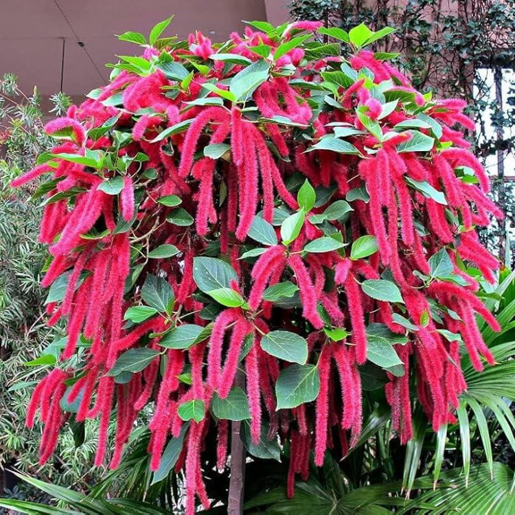Dwarf Chenille Acalypha Seeds