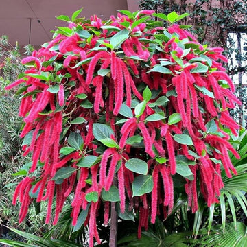 Dwarf Chenille Acalypha Seeds
