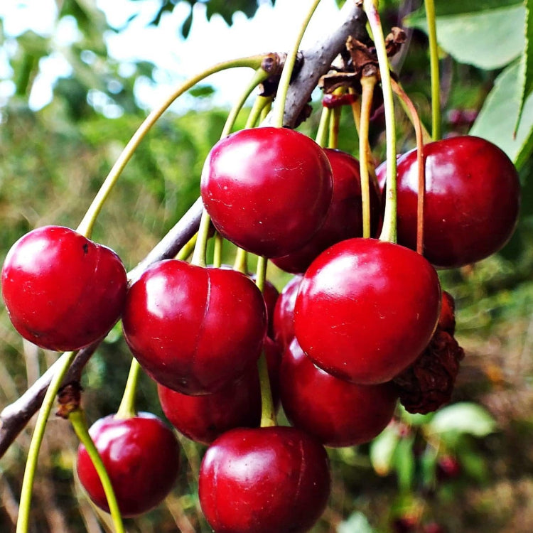 Dwarf Cherry Seeds 