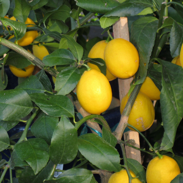Dwarf Citrus Lemon Seeds for Planting