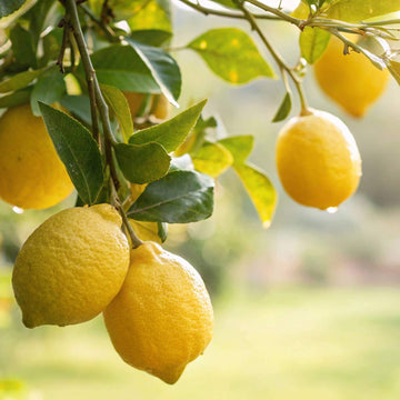 Dwarf Citrus Lemon Seeds for Planting