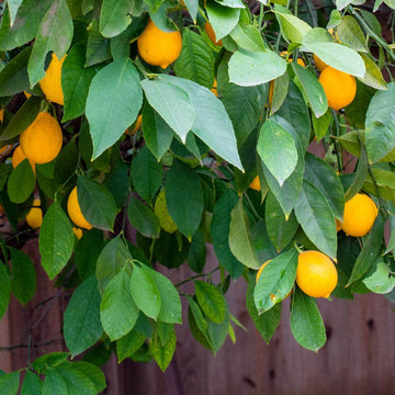 Dwarf Citrus Lemon Seeds for Planting
