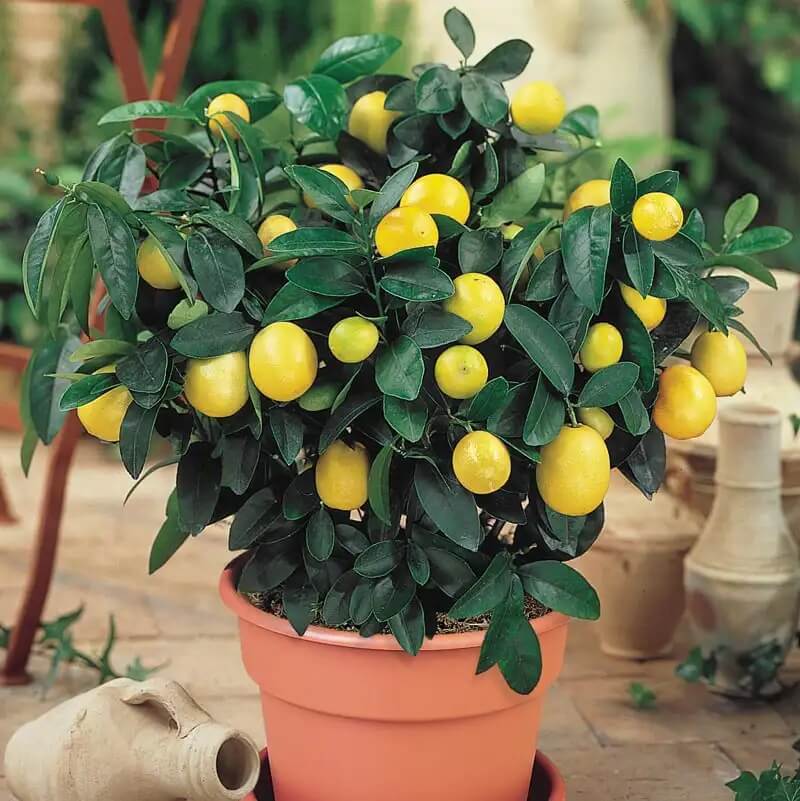 Dwarf Citrus Lemon Tree Seeds