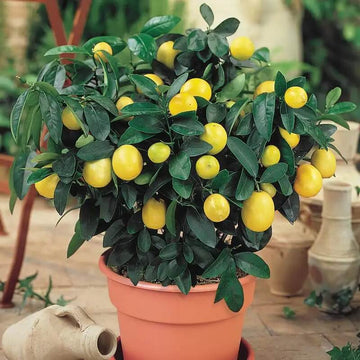 Dwarf Citrus Lemon Tree Seeds