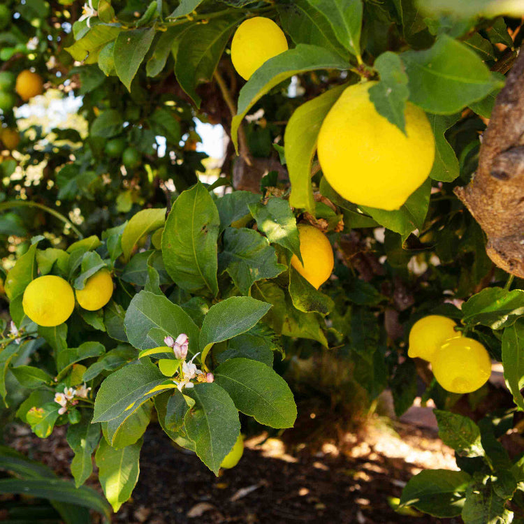 Dwarf Citrus Lemon Tree Seeds