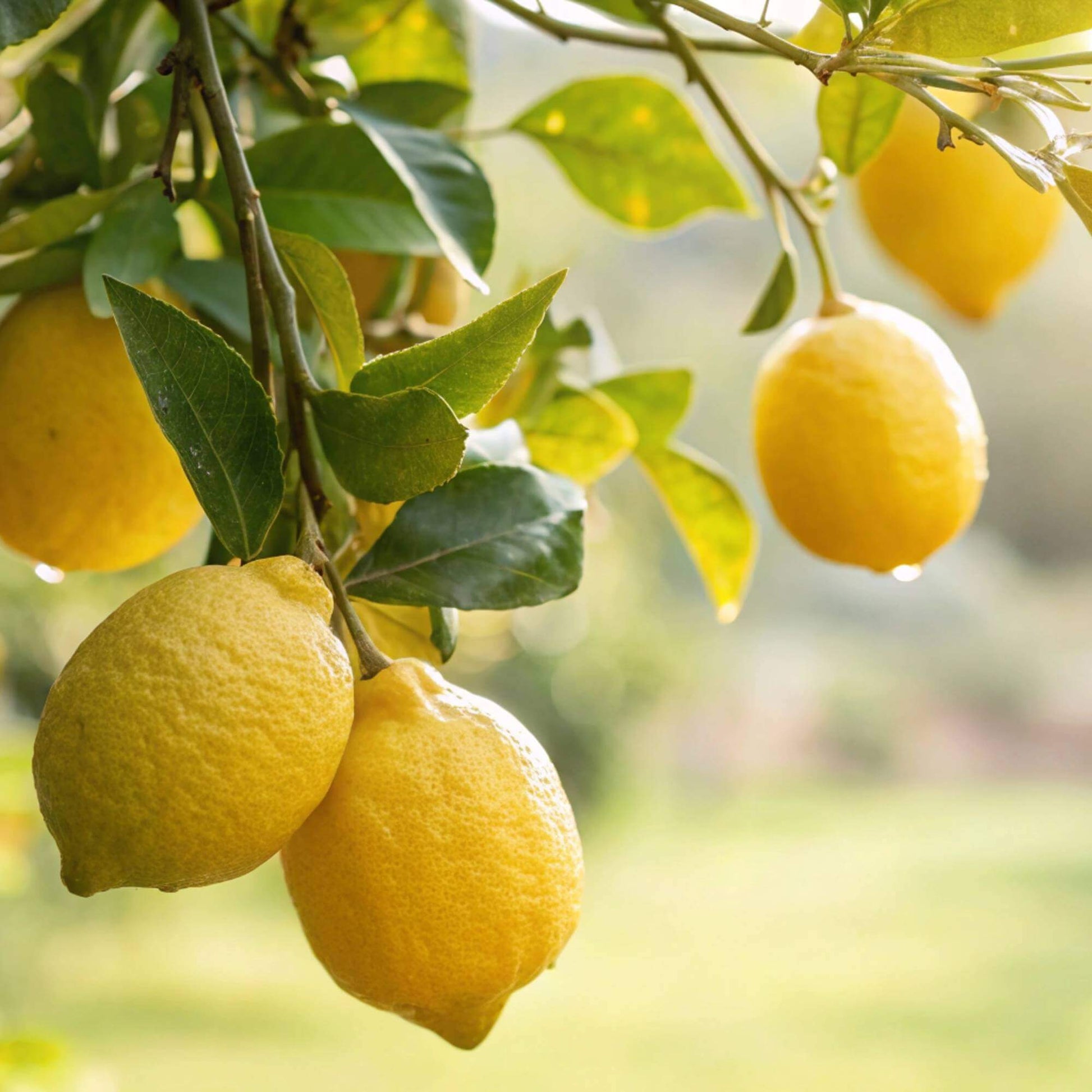 Dwarf Citrus Lemon Tree Seeds