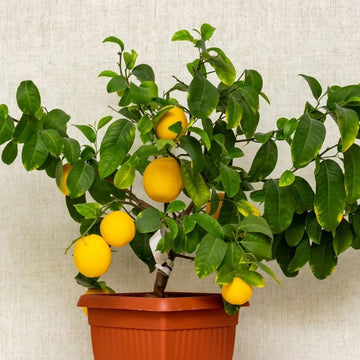 Dwarf Citrus Lemon Tree Seeds
