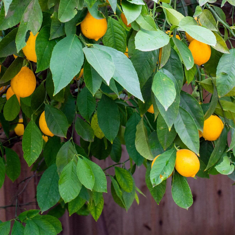 Dwarf Citrus Lemon Tree Seeds