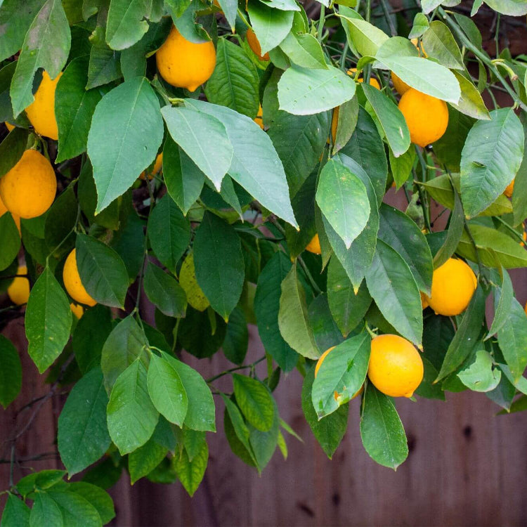 Dwarf Citrus Meyer Lemon Seeds for Planting