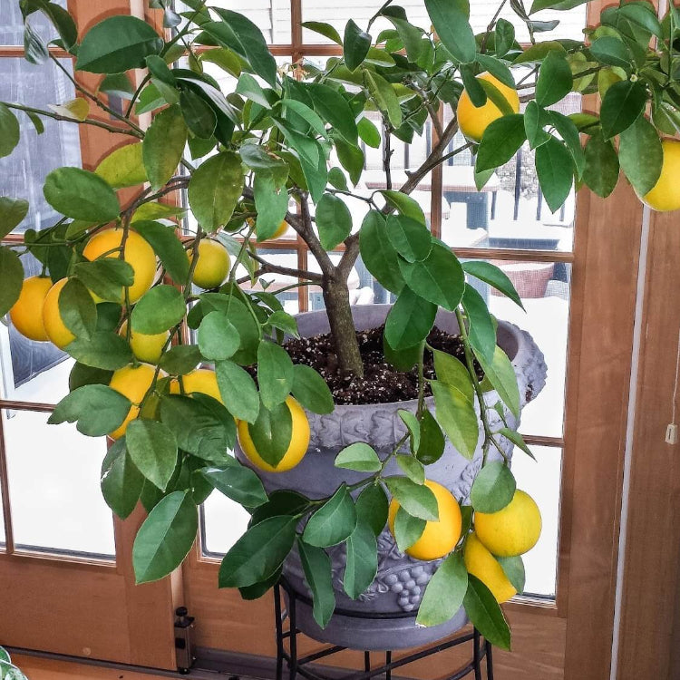 Dwarf Citrus Seeds