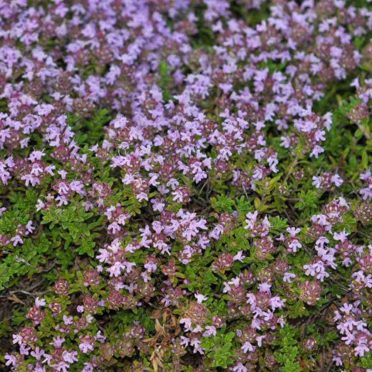 Dwarf Creeping Thyme Seeds