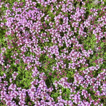 Dwarf Creeping Thyme Seeds