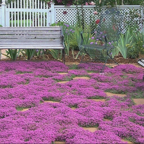 Dwarf Creeping Thyme Seeds