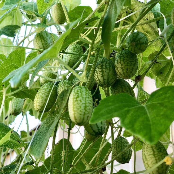 Dwarf Cucamelon Vine Seeds