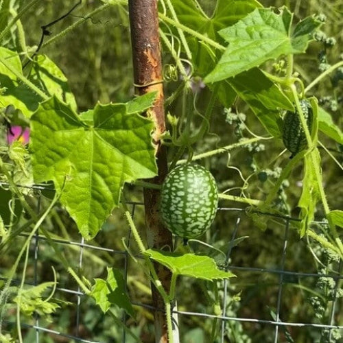 Dwarf Cucamelon Vine Seeds