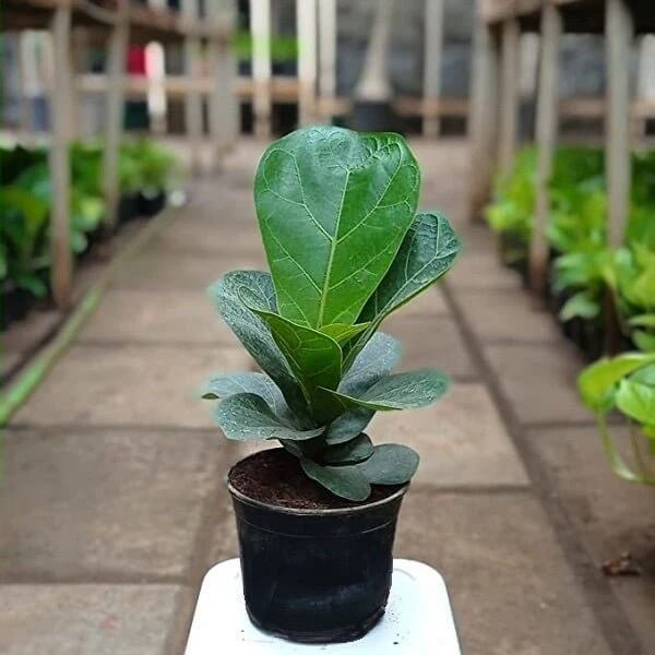 Dwarf Fiddle Leaf Fig Seeds