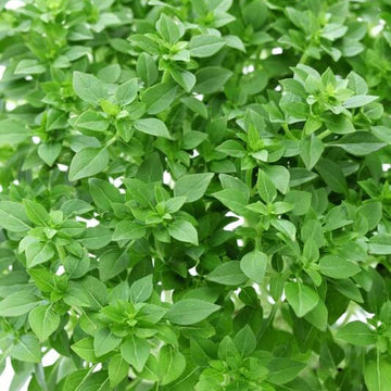 Dwarf Greek Basil Seeds – Compact Fragrant