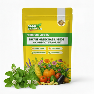 Dwarf Greek Basil Seeds – Compact Fragrant