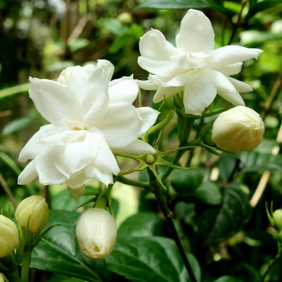 Dwarf Jasmine Seeds