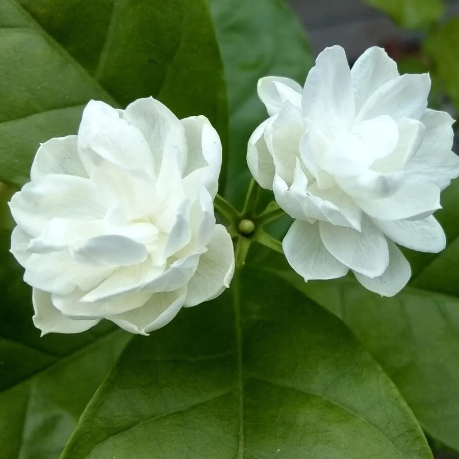 Dwarf Jasmine Seeds