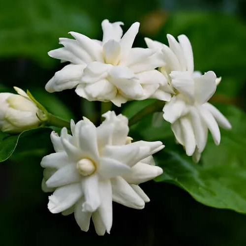 Dwarf Jasmine Seeds