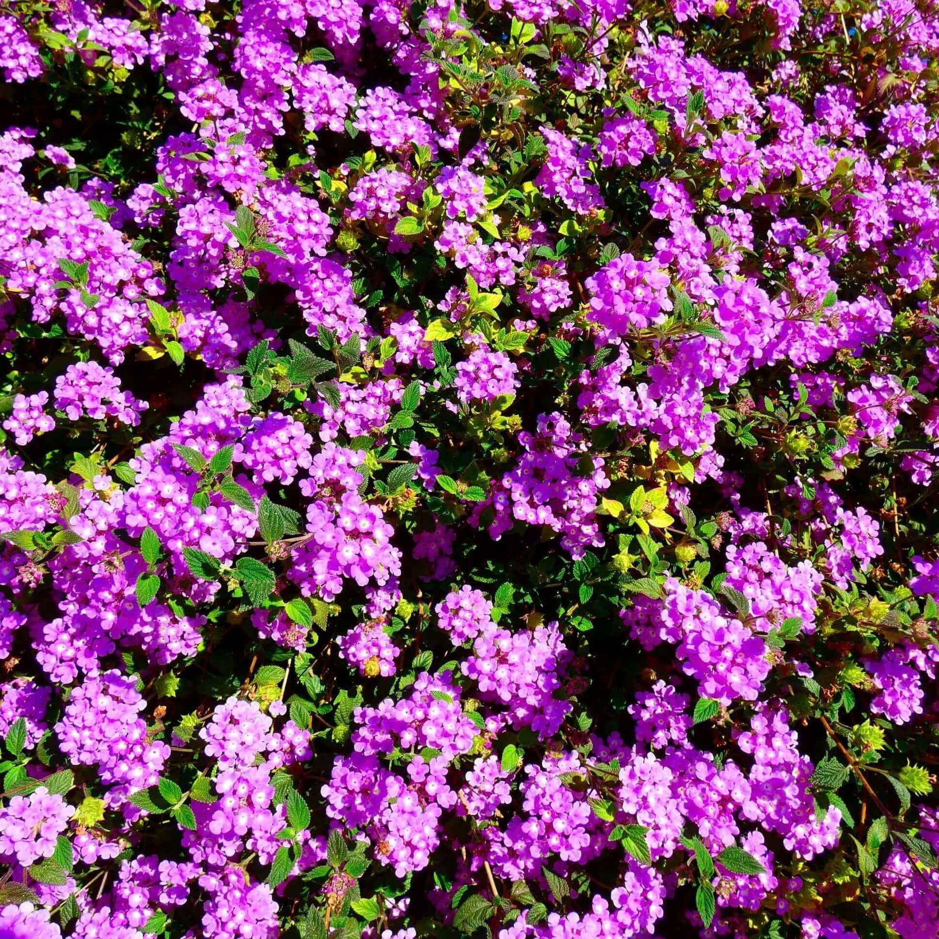 Dwarf Lantana Seeds - Flower Plant