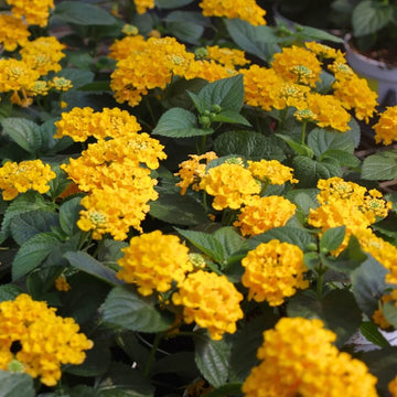 Dwarf Lantana Seeds - Flower Plant