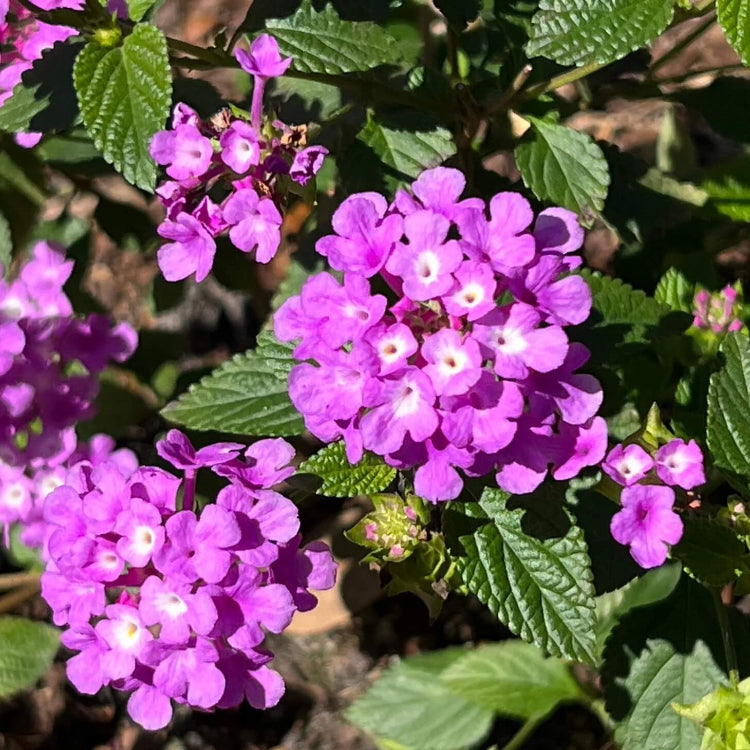 Dwarf Lantana Seeds - Flower Plant