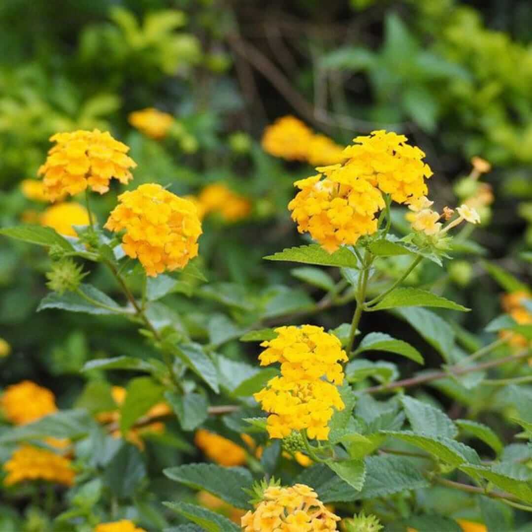 Dwarf Lantana Seeds - Flower Plant